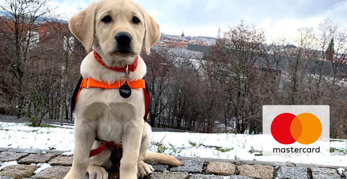 Assistance dog