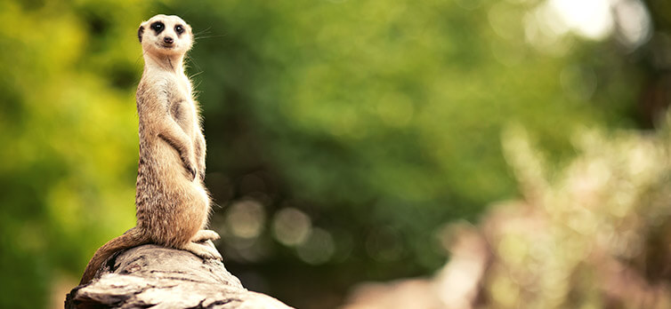 Poznejte zákulisí ZOO Dvůr Králové